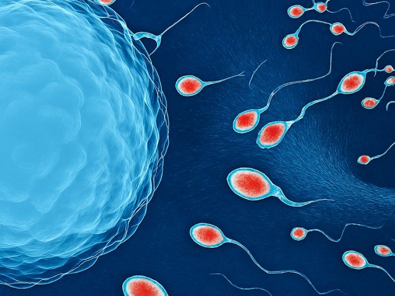 Tratamento para Infertilidade Masculina
